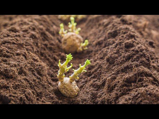 Comment semer la pomme de terre en Afrique pour sécuriser nos milliards?