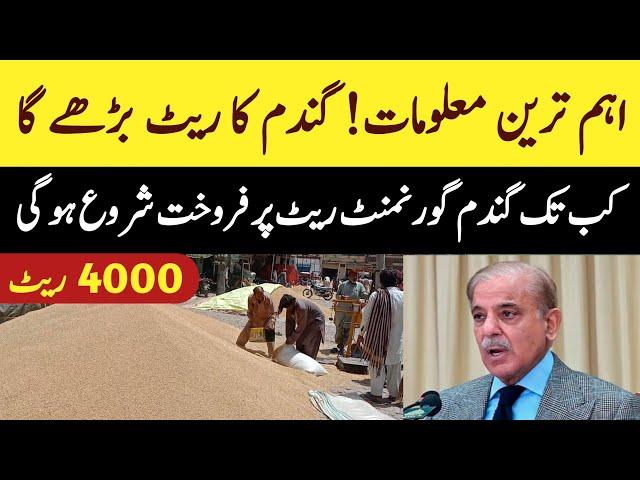 Today wheat rate in pakistan 2024