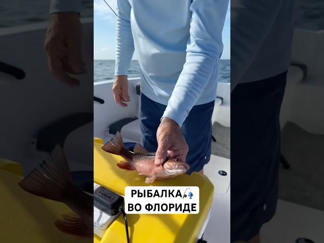 Рыбалка во Флориде #вау #жизньвсша #нашивсша #америка #рыбалка #short #shortvideos #флорида #florida