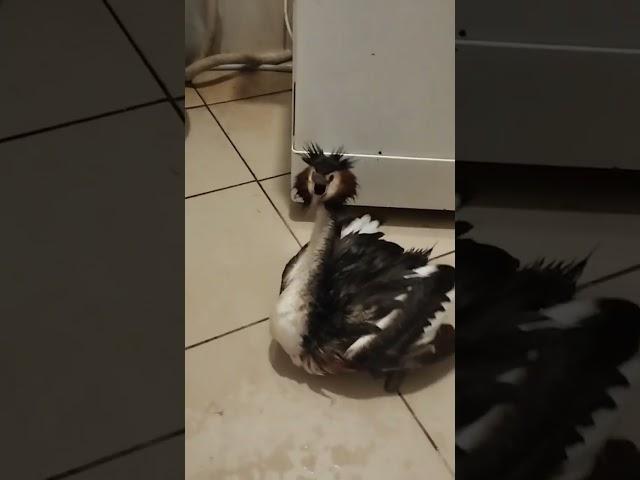 Чомга в стацинаре #животные #animals #birds #реабиитациядикихживотных