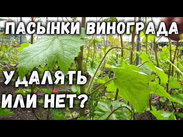 Пасынки винограда, удалять или нет?