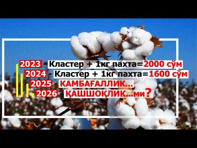 Пахтанинг жахон бозоридаги нарҳи тушди. Уни ким теради?