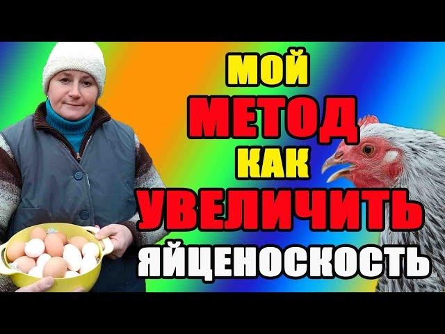 Мой метод, как увеличить яйценоскость кур зимой.