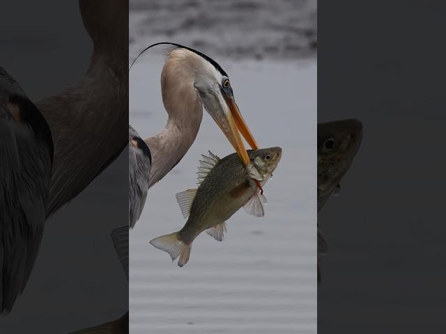 Great blue heron devours huge white perch!! Canon R1+RF 100-500 #wildlife #fishing #canonr1 #birds