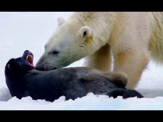 Polar Bears and Seals: Predation and Escape#ai#GPT#sora#openai#story#animal