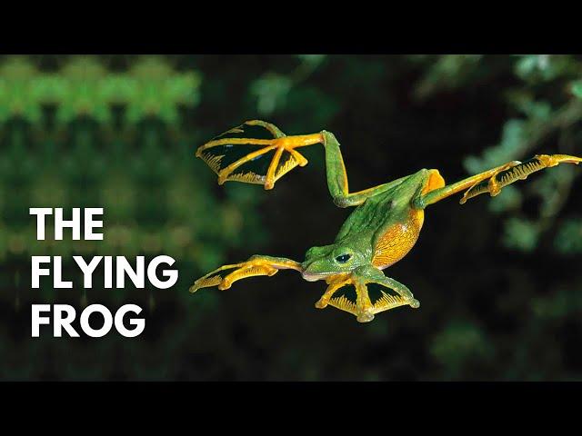 A Flying Frog? | Wallace’s Flying Frog