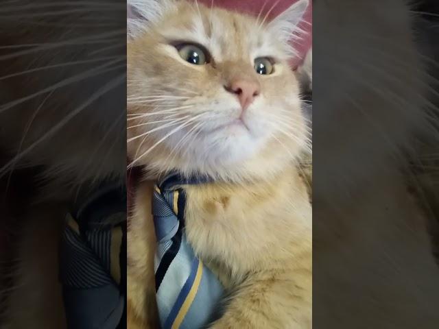 ВАЖНЫЙ КОТ.