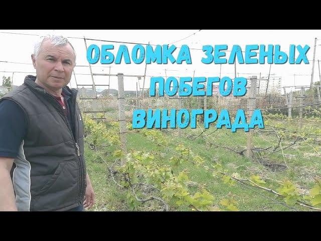 Обломка зеленых побегов винограда