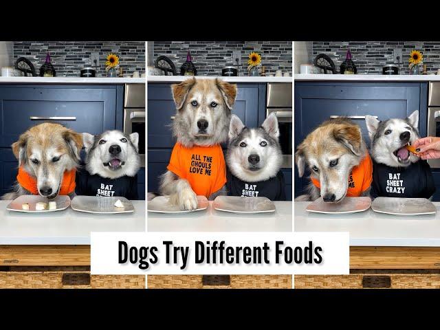 Dogs Try Different Foods