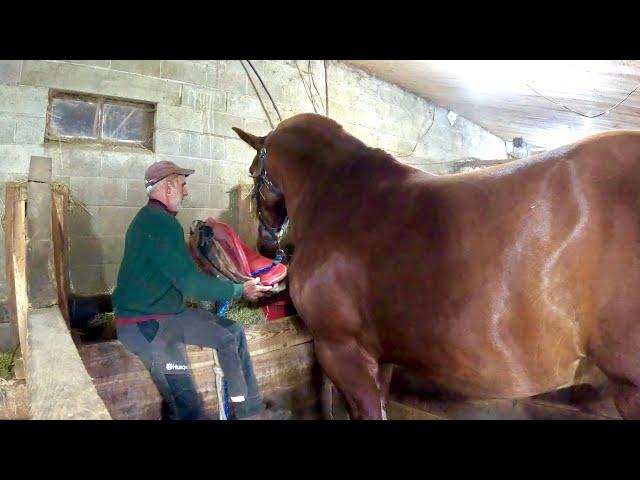 What is the Difference between a HORSE TRAINER and Someone that Works Horses??? #813