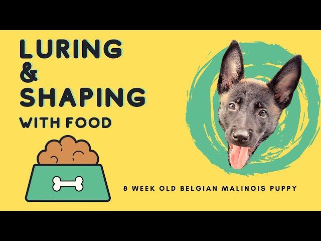 Belgian Malinois Family Dog | 8 Week Old Puppy Training | Luring and Shaping with Food