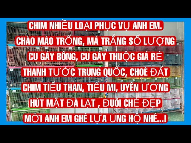 11/10/24 : tiểu thanchào màochoè đấthút mậtthanh tước trung quốcuyên ươngtiểu micu gáy bông