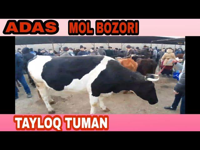 TAYLOQ TUMAN ADAS MOL BOZOR NARXLARI ENA BOLA VA BOĞOZ SIGIR VA GUNOJINLAR