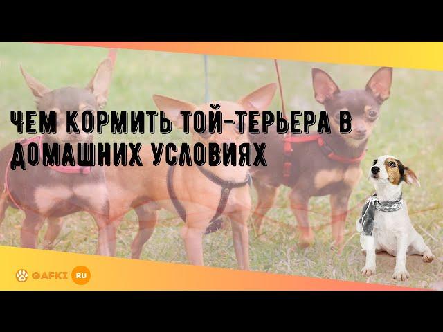 Чем кормить той-терьера в домашних условиях