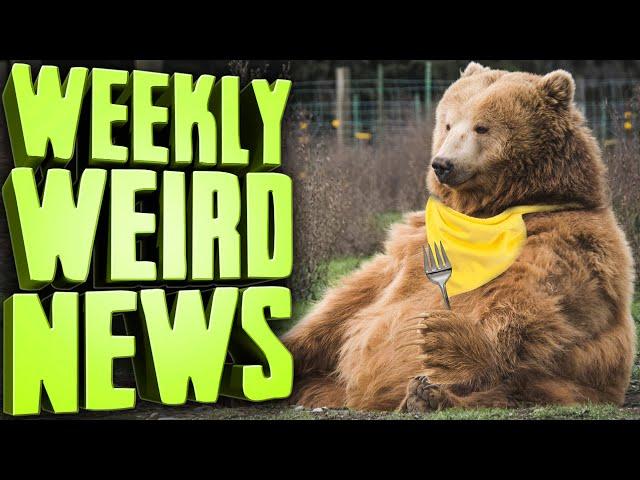 Major Scandal Hits Fat Bear Week?! - Weekly Weird News