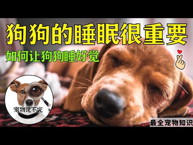 宠物小知识2022 | 狗狗的睡眠 狗狗睡觉的知识 #狗狗睡眠时间 #狗狗睡觉 #宠物知识【宠物说不完】