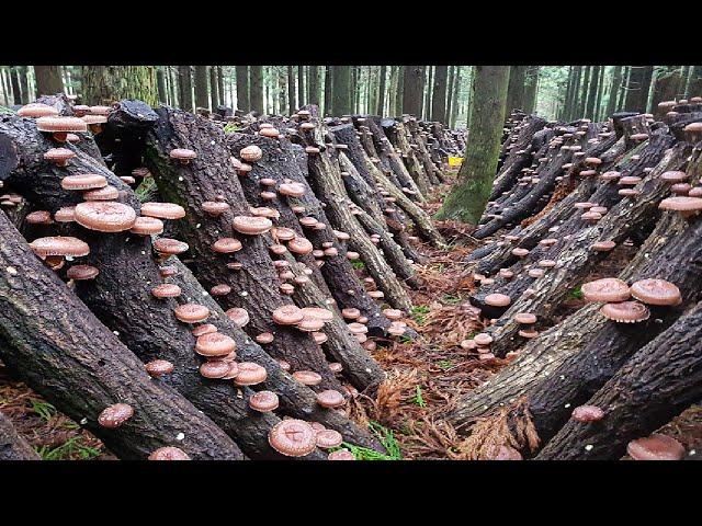 How Japanese Farming Millions of Shiitake Mushroom in Forest - Mountain Shiitake Mushroom Harvesting