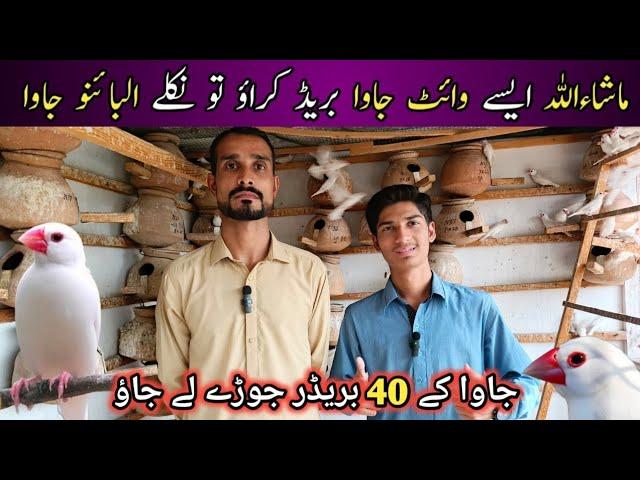 Visit Java Sparrow Setup In Karachi | 40+ Pairs Java Sparrow setup | Java Breeder Colony | Birds