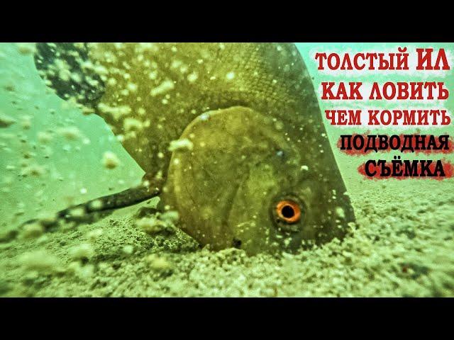 Толстый ил. Как ловить ? Чем кормить ? Подводная съёмка