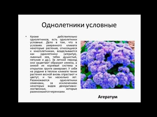 6-класс. Художественный труд.  Декоративно цветочные культуры.