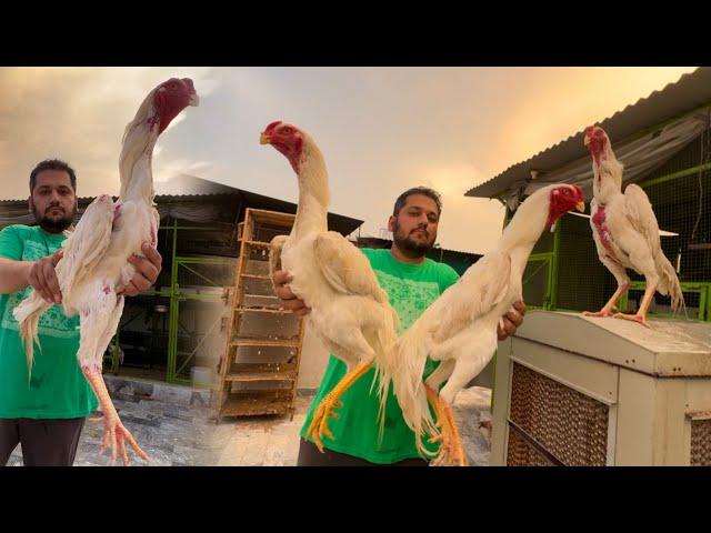 Original White King Shamo Only Hassan Butt In Punjab From Hsn, Free Range Chicken Farming, Aseel