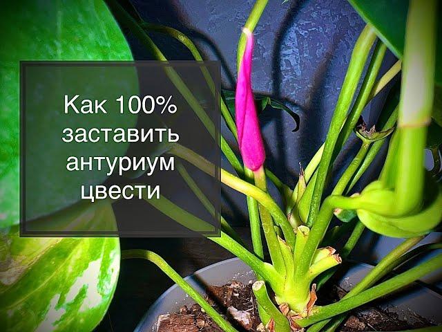 Самый легкий способ как гарантированно заставить любой антуриум цвести! 100% рабочий!