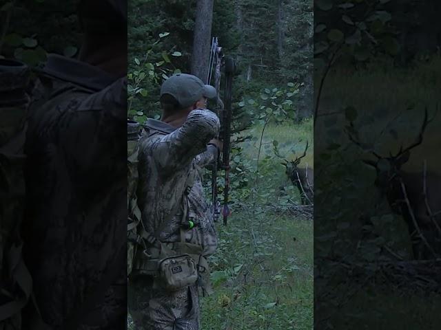 Epic Frontal Archery Elk at 7 Yards!