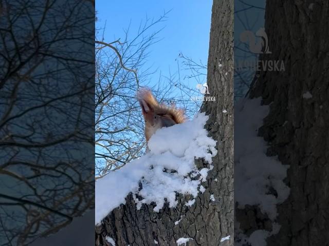 Dale’s Snowy Leap! ️️