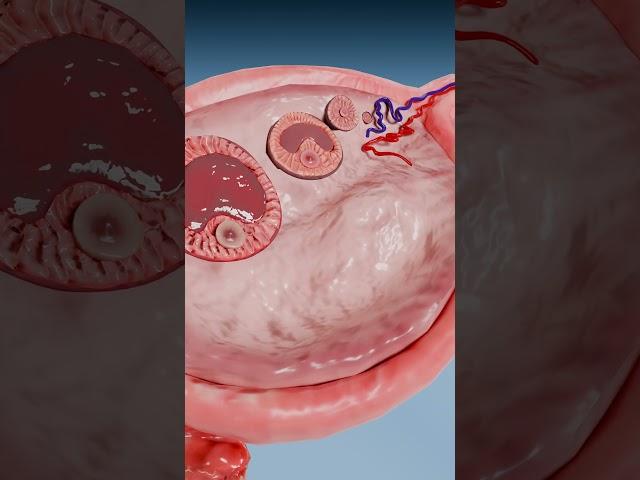 Anatomy Of Female Reproductive System