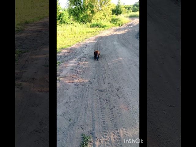 идем с речки а тут на встречу бобер) #житьвдеревне #животные #бобёр