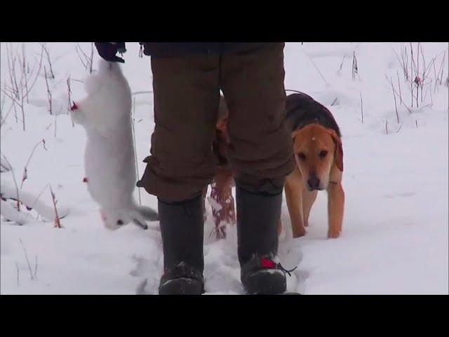 ЗИМНЯЯ ОХОТА НА ЗАЙЦА С РУССКИМИ ГОНЧИМИ -Свирель , Аргон и Майя 8 мес. вл. Шатров В.А.