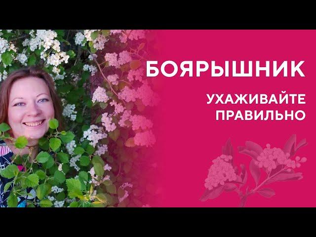 Боярышник. Особенности посадки и ухода