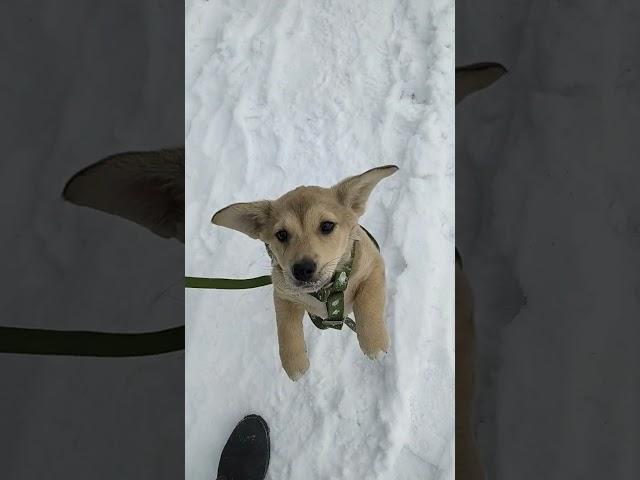 Little Puppy first time in the big World ️️