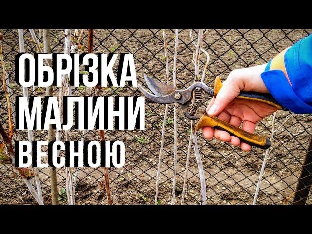 Обрізка малини весною. Як правильно обрізати малину. Як обрізати малину весною.