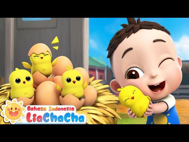 Lagu Menghitung Ayam Kecil | Lima Ayam Kecil | LiaChaCha ️| Lagu Anak | LiaChaCha Bahasa Indonesia