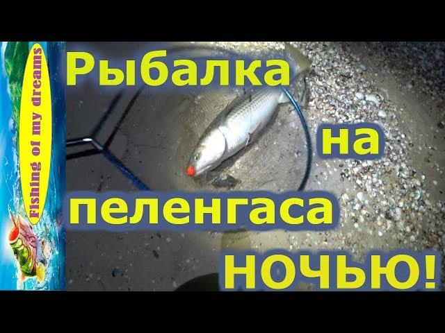 Рыбалка на пеленгаса!!!Как поймать пеленгаса ночью!!!!?Отчёт!