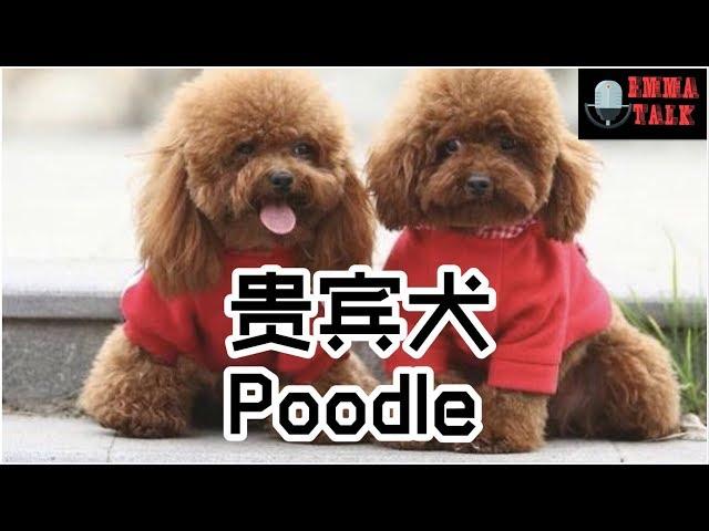 狗狗特辑 EP 2 贵宾犬 Poodle | 【要注意不可以吃的食物】| 造型多变 I Love Poodle