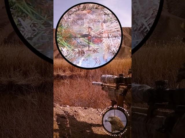 Duck (Teal) Hunting by PCP Air Rifle