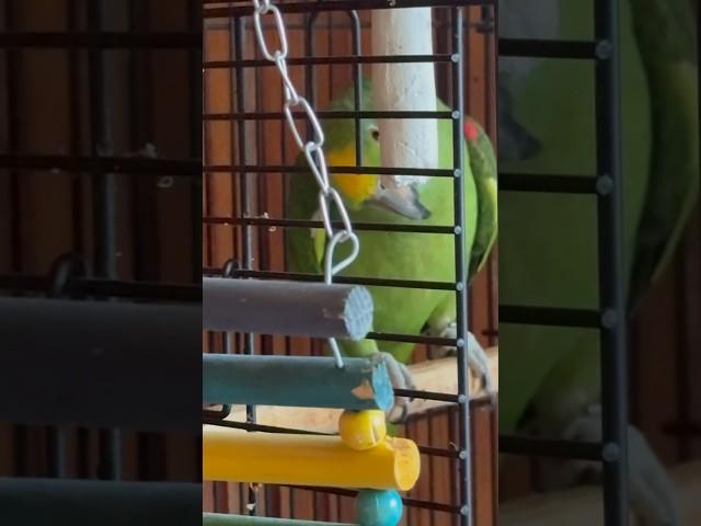 Амазон привет привет привет #parrot #birds #pets #животные #animals #cute