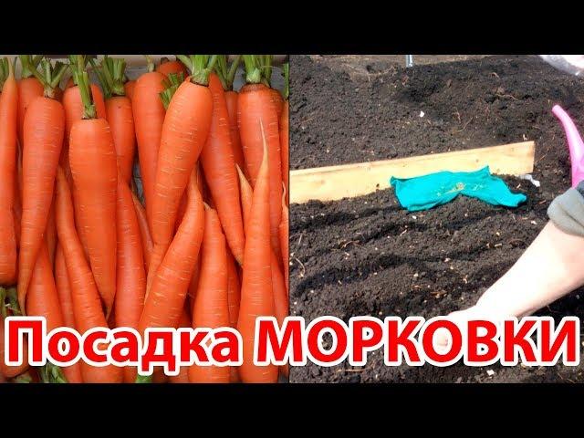 Посадка морковки весной в апреле в открытом грунте на даче