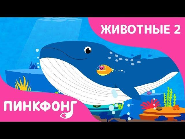 Синий Кит — Плывёт Синий Кит | Песни про Животных | Пинкфонг Песни для Детей