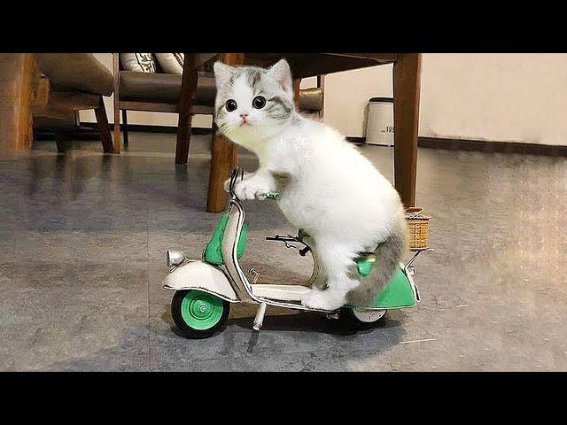 Try Not To Laugh : Funniest Cat Videos in The Earth #24 - Best Funny Animals Videos