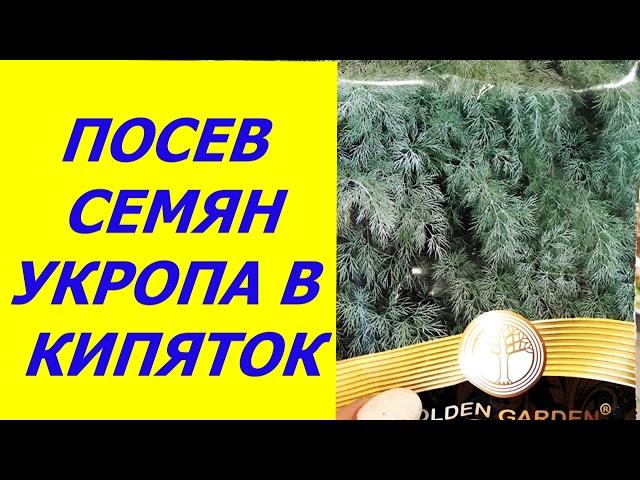 УКРОП АЛЛИГАТОР - В КИПЯТКЕ !!!ЭКСПЕРИМЕНТЫ ЭТОГО ГОДА.часть 1 Посев семян