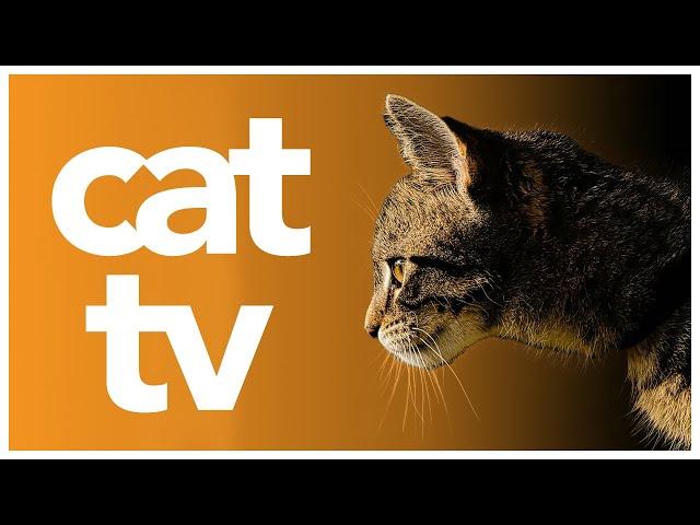 Relax My Cat TV: Cat Enrichment Aid | Animals and Bird Video for Cats to Watch 