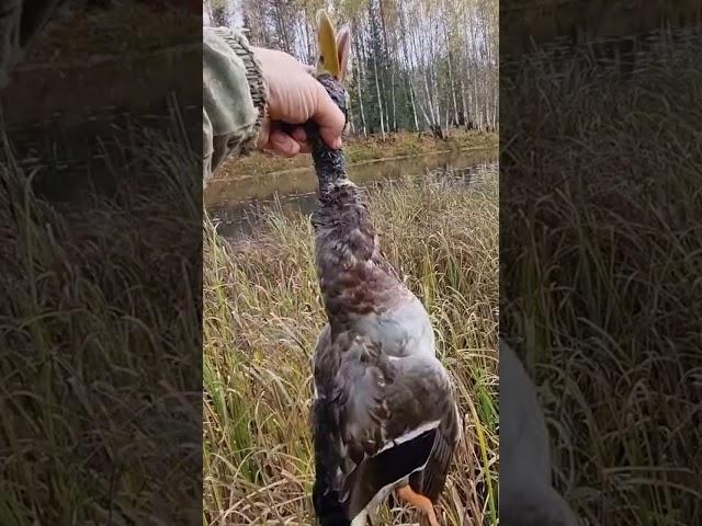 Duck mallard/Селезень #shorts #duckhunting #duck #hunting #deliciousduck #охота #утка #селезень