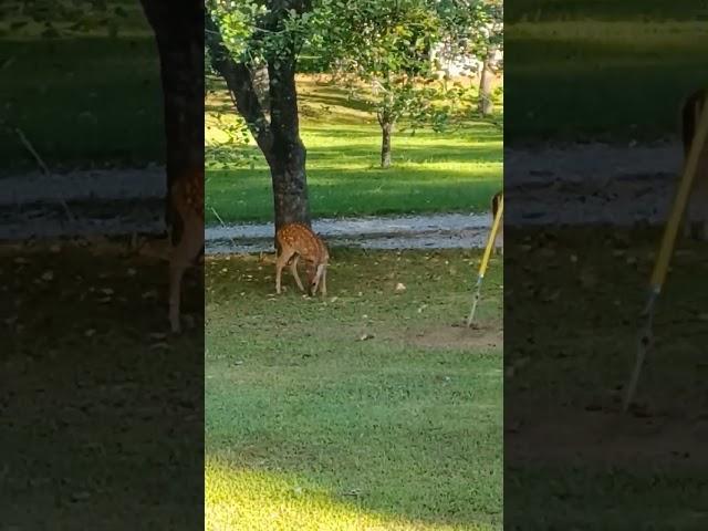 Baby deer eating apples