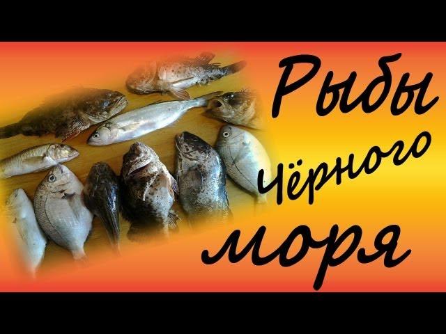 Рыбы чёрного моря