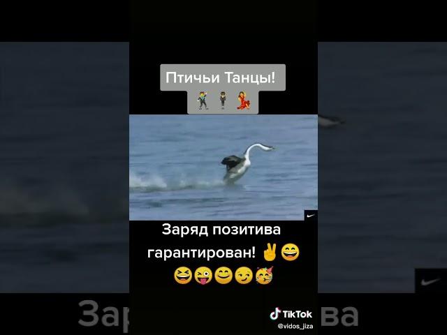 Птичьи танцы