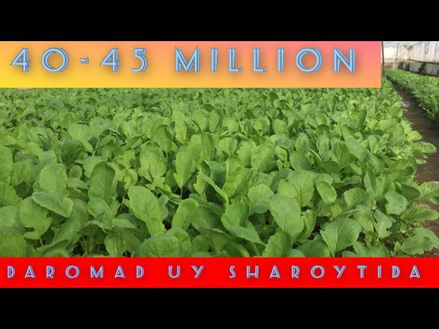 Uy sharoytida issiqxonadan 40-45 million daromad