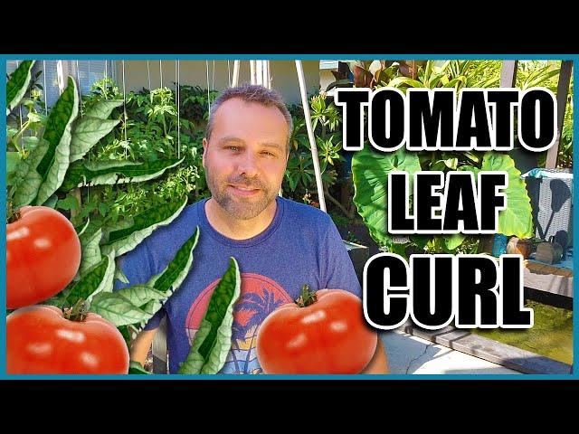 TOMATO LEAF CURL - 3 Causes and What to Do When Your Tomato Leaves are Curling Up.
